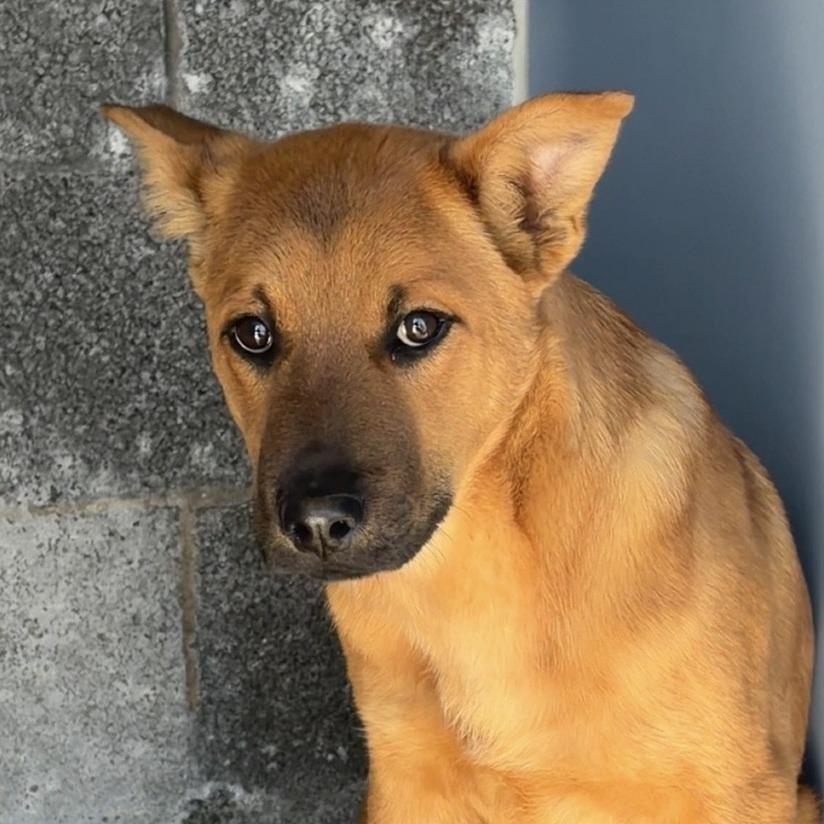 Enlarge Cassius, a Adoptable Mixed Breed in Show Low, AZ image 1/3