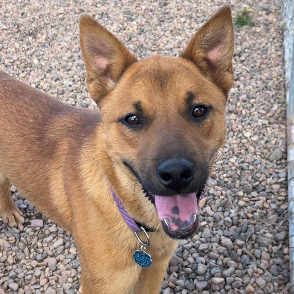 Enlarge Cassius, a Adoptable mixed breed in Show Low, AZ image 1/5
