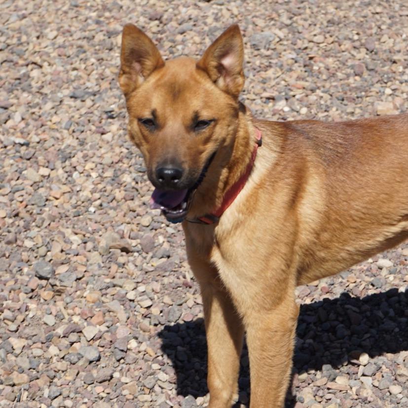 Enlarge Cassius, a Adoptable mixed breed in Show Low, AZ image 2/5