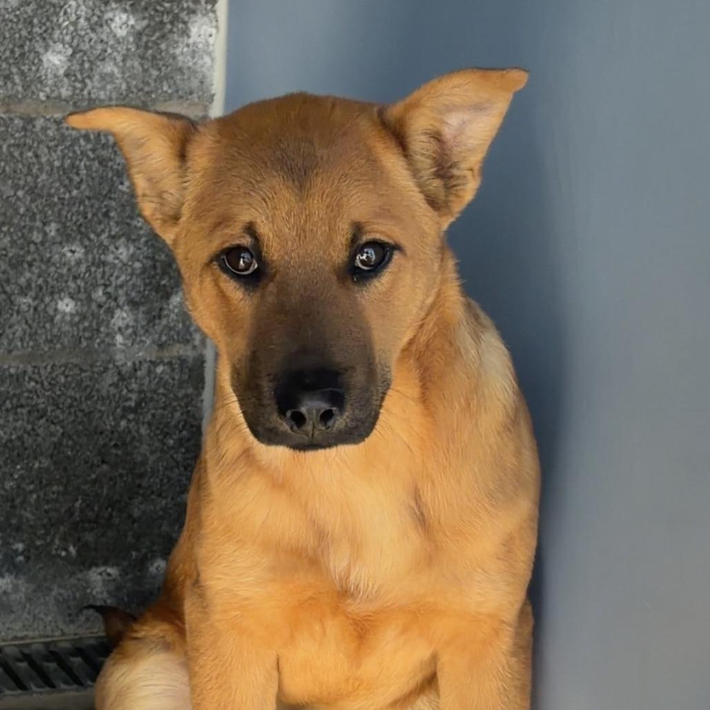 Enlarge Cassius, a Adoptable Mixed Breed in Show Low, AZ image 2/3