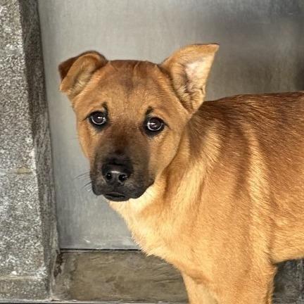 Enlarge Cassius, a Adoptable Mixed Breed in Show Low, AZ image 3/3