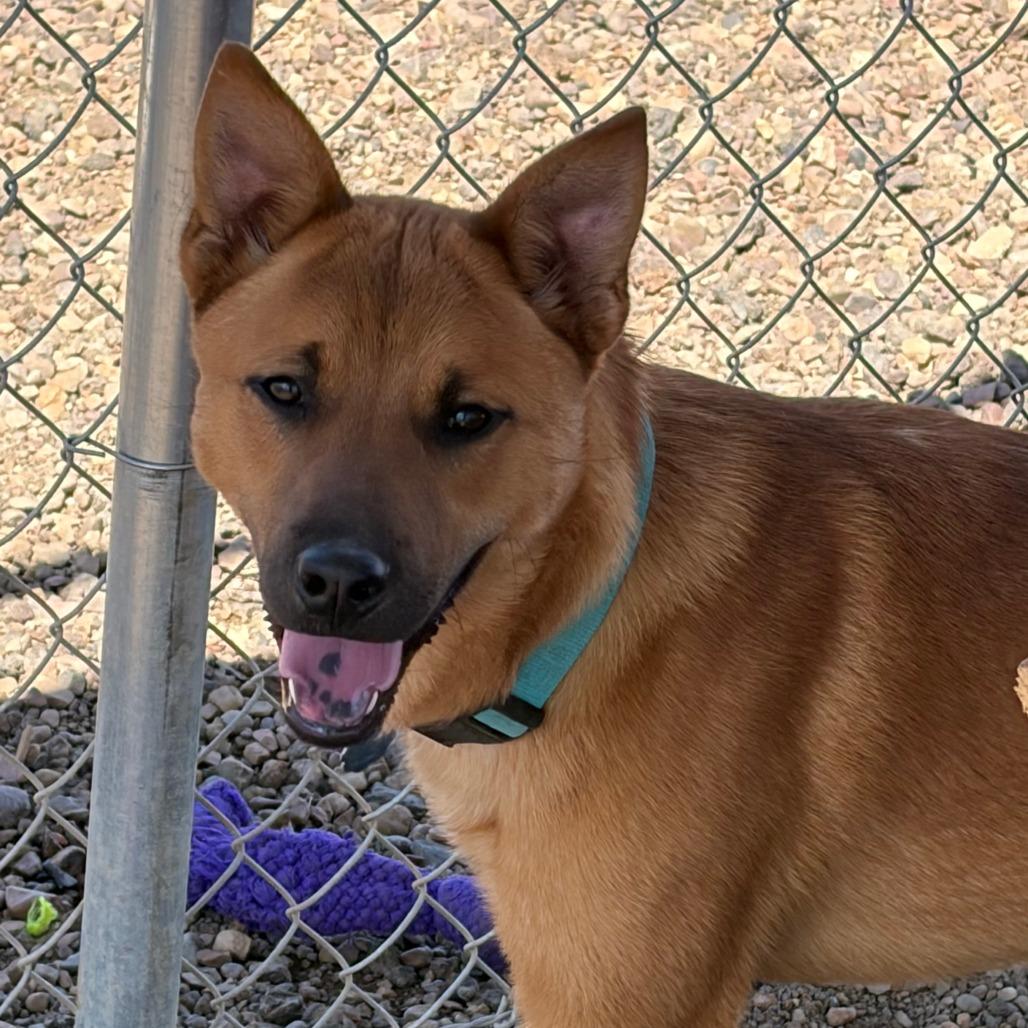 Cassius, Adoptable, Young Male Mixed Breed.