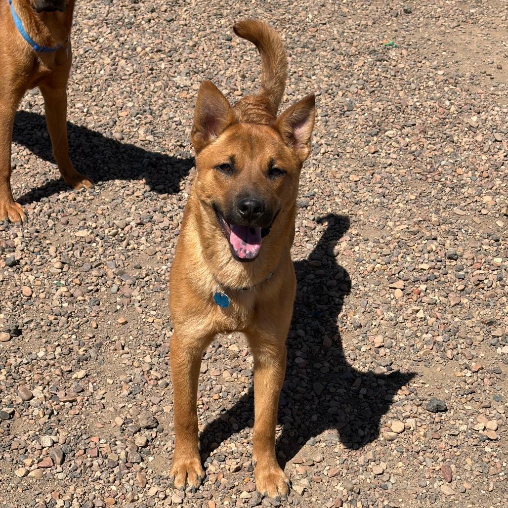 Enlarge Cassius, a Adoptable Mixed Breed in Show Low, AZ image 2/3
