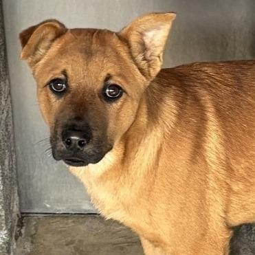 Enlarge Cassius, a Adoptable Mixed Breed in Show Low, AZ image 3/3