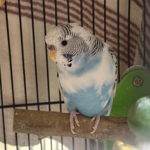 Cloudy, Adoptable, Young Female Parakeet (Other).