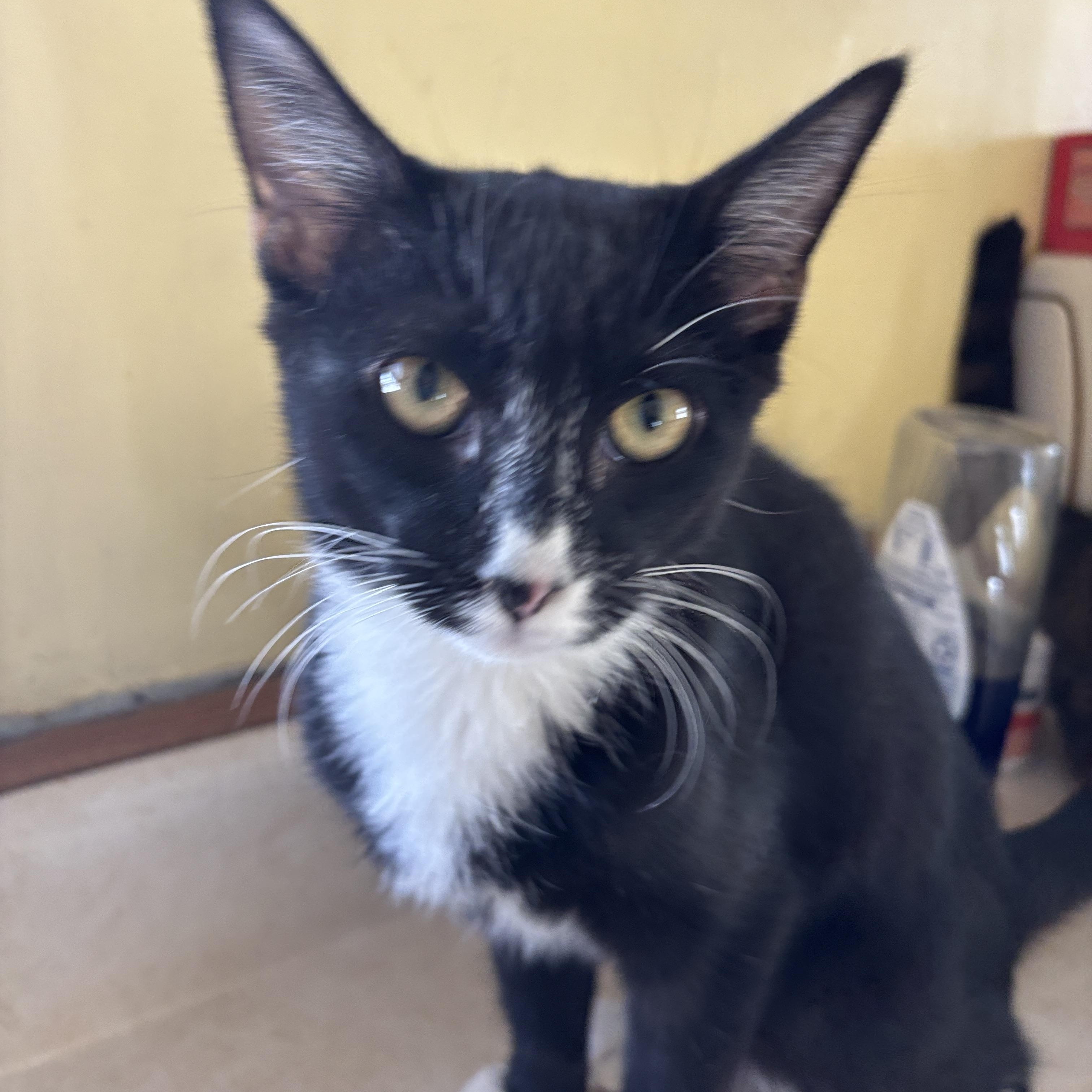 Enlarge Loveland, an adopted Tuxedo in Melrose, MA image 2/3