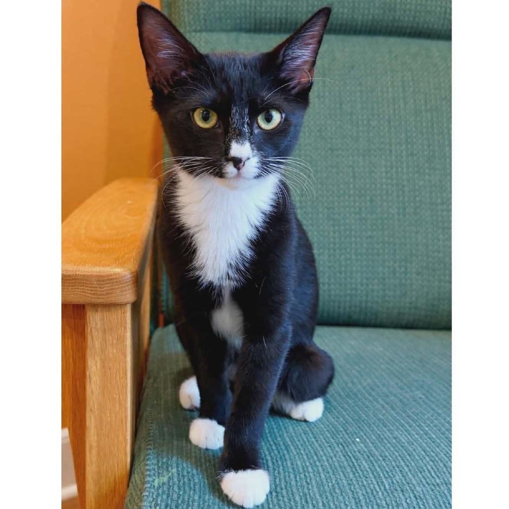 Loveland, adopted, Kitten Female Tuxedo.