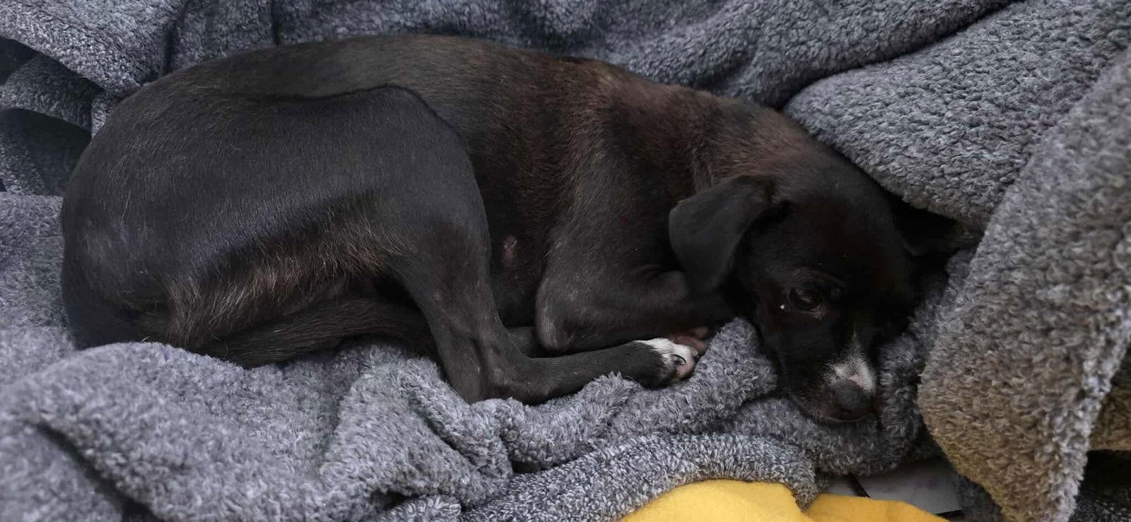 Girly Pop, Adoptable, Young Female Chihuahua.