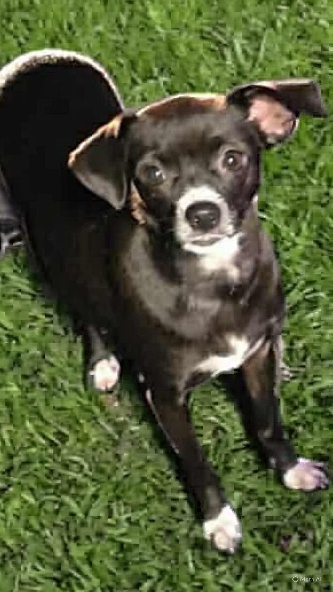 Enlarge Girly Pop, a Adoptable Chihuahua in Gulfport, MS image 2/3