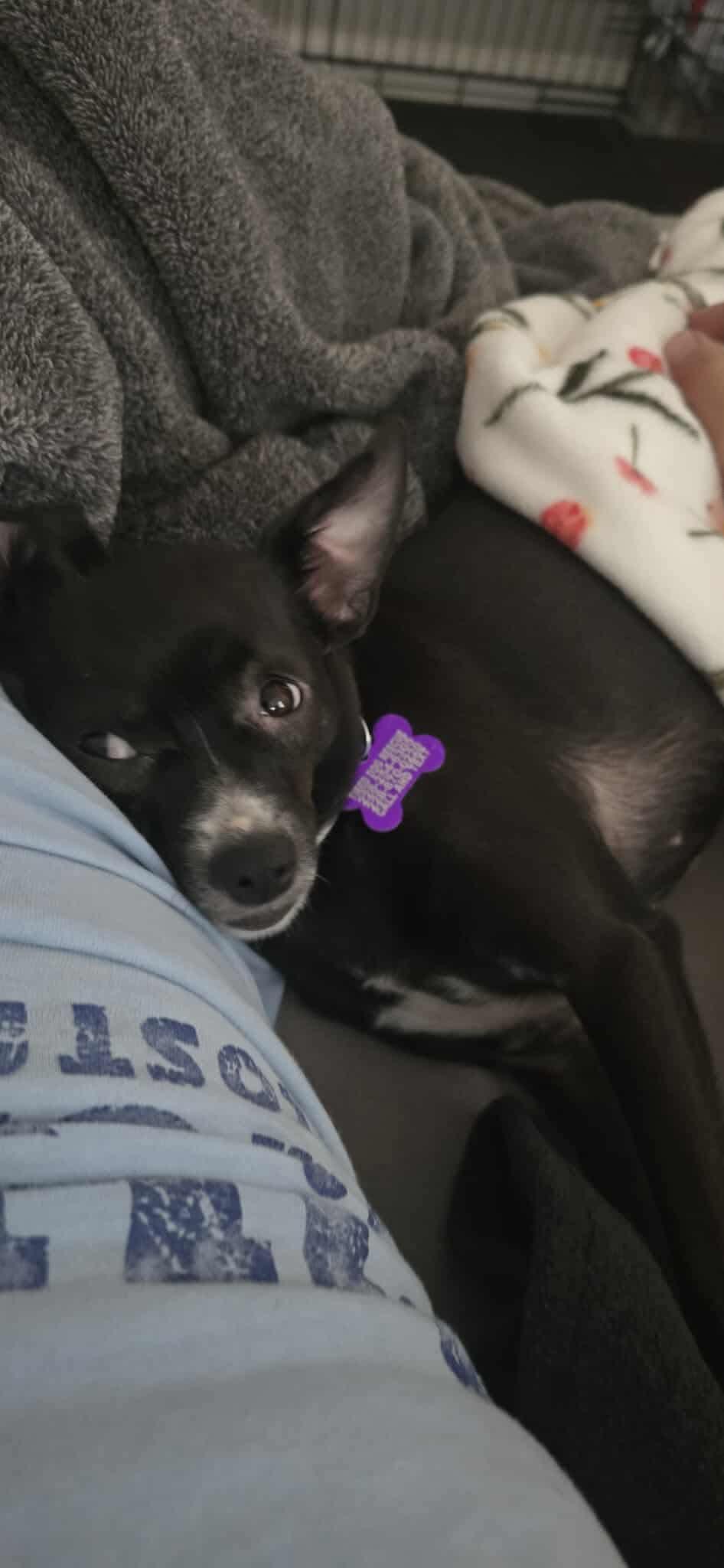 Enlarge Girly Pop, a Adoptable Chihuahua in Gulfport, MS image 3/3