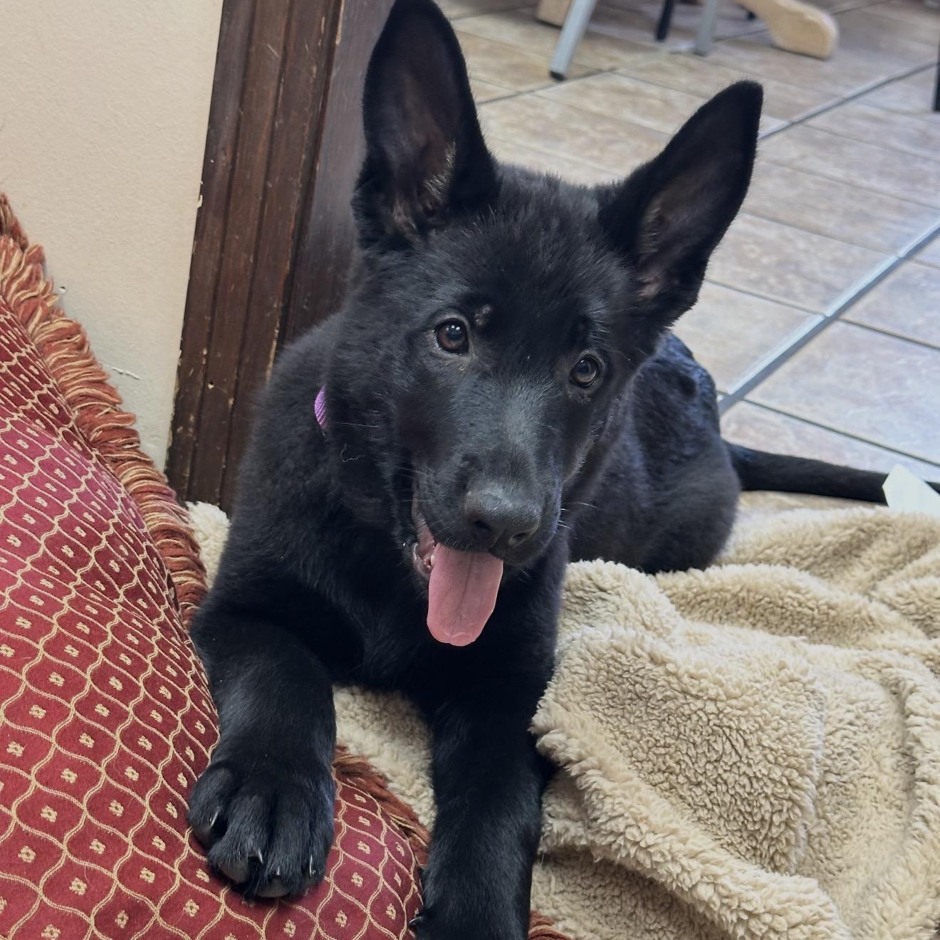 Sunny, Adoptable, Puppy Female German Shepherd Dog.
