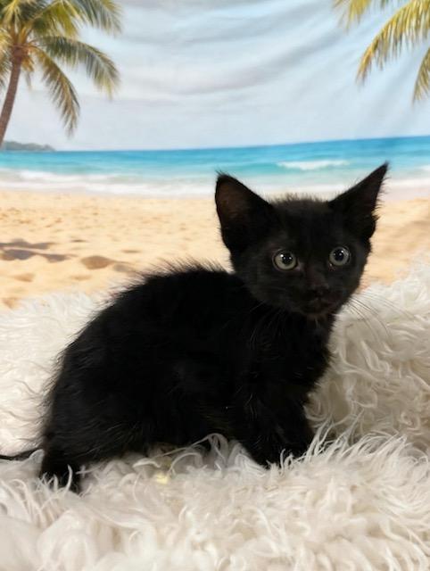 Enlarge Midnight, a Adoptable Domestic Short Hair in Tehachapi, CA image 1/1