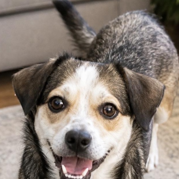 Enlarge Benny Playful, friendly and fun, a Adoptable Mixed Breed in Winchester, VA image 4/4