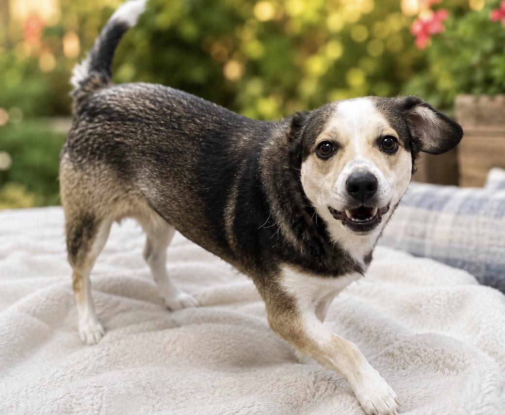 Enlarge Benny Playful, friendly and fun, a Adoptable Mixed Breed in Winchester, VA image 3/4