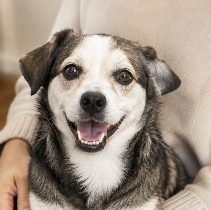 Benny Playful, friendly and fun, Adoptable, Young Male Mixed Breed.