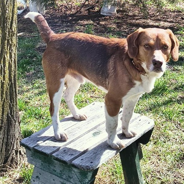 Enlarge Finn, a Adoptable mixed breed in London, OH image 3/6