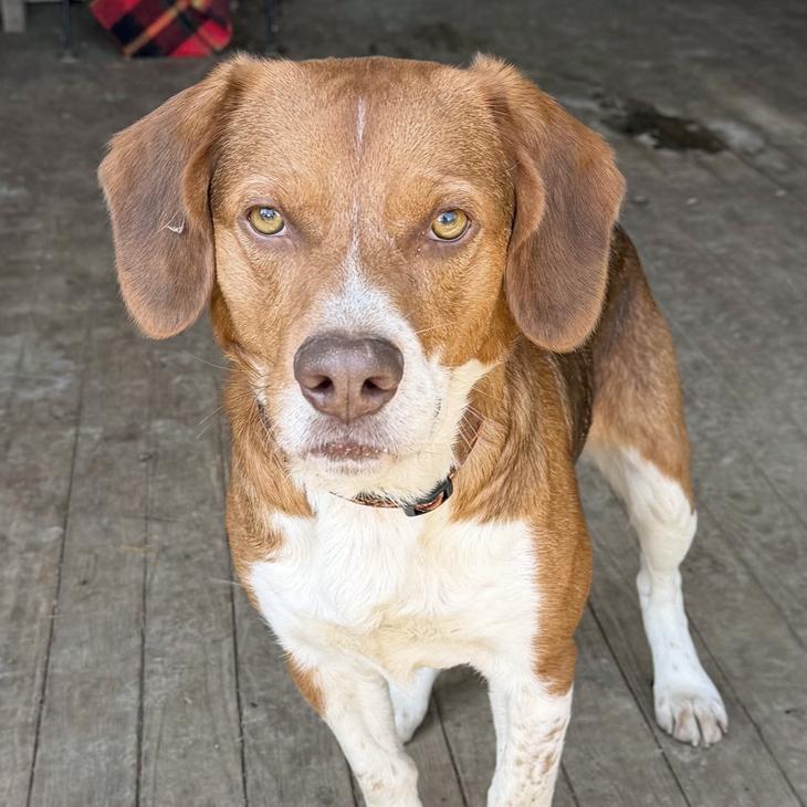 Enlarge Finn, a Adoptable mixed breed in London, OH image 6/6