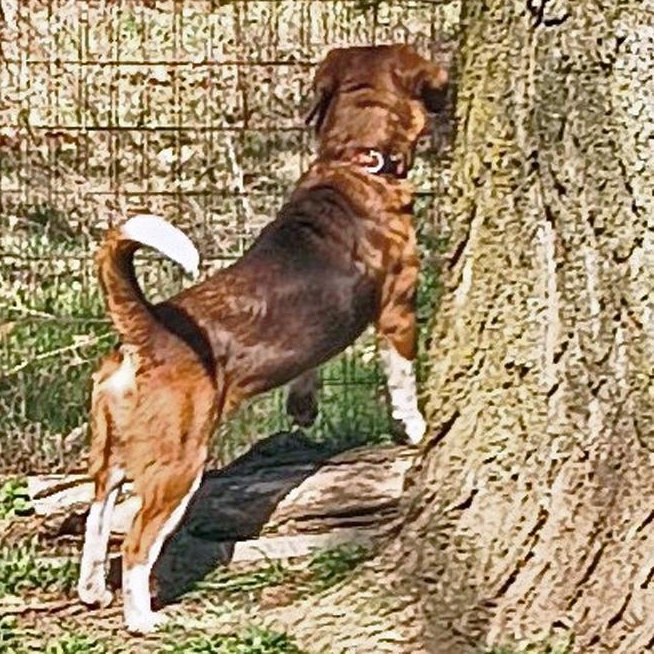 Enlarge Finn, a Adoptable mixed breed in London, OH image 4/6