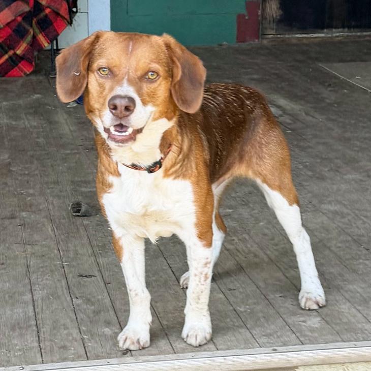 Enlarge Finn, a Adoptable mixed breed in London, OH image 1/6