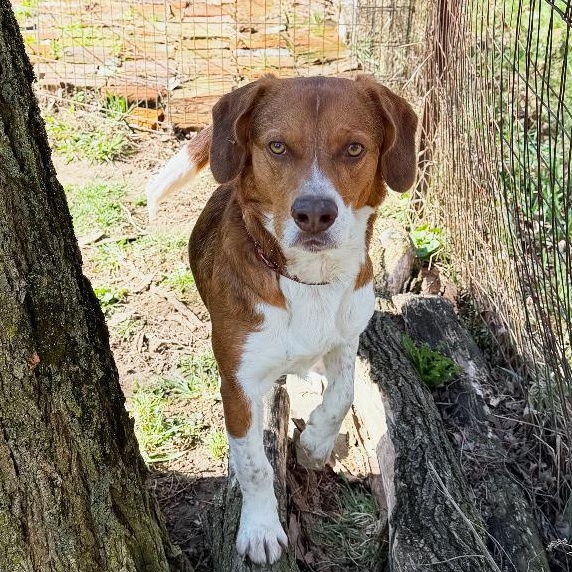 Enlarge Finn, a Adoptable mixed breed in London, OH image 2/6