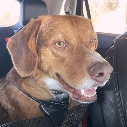 Enlarge Finn, a Adoptable mixed breed in London, OH image 5/6