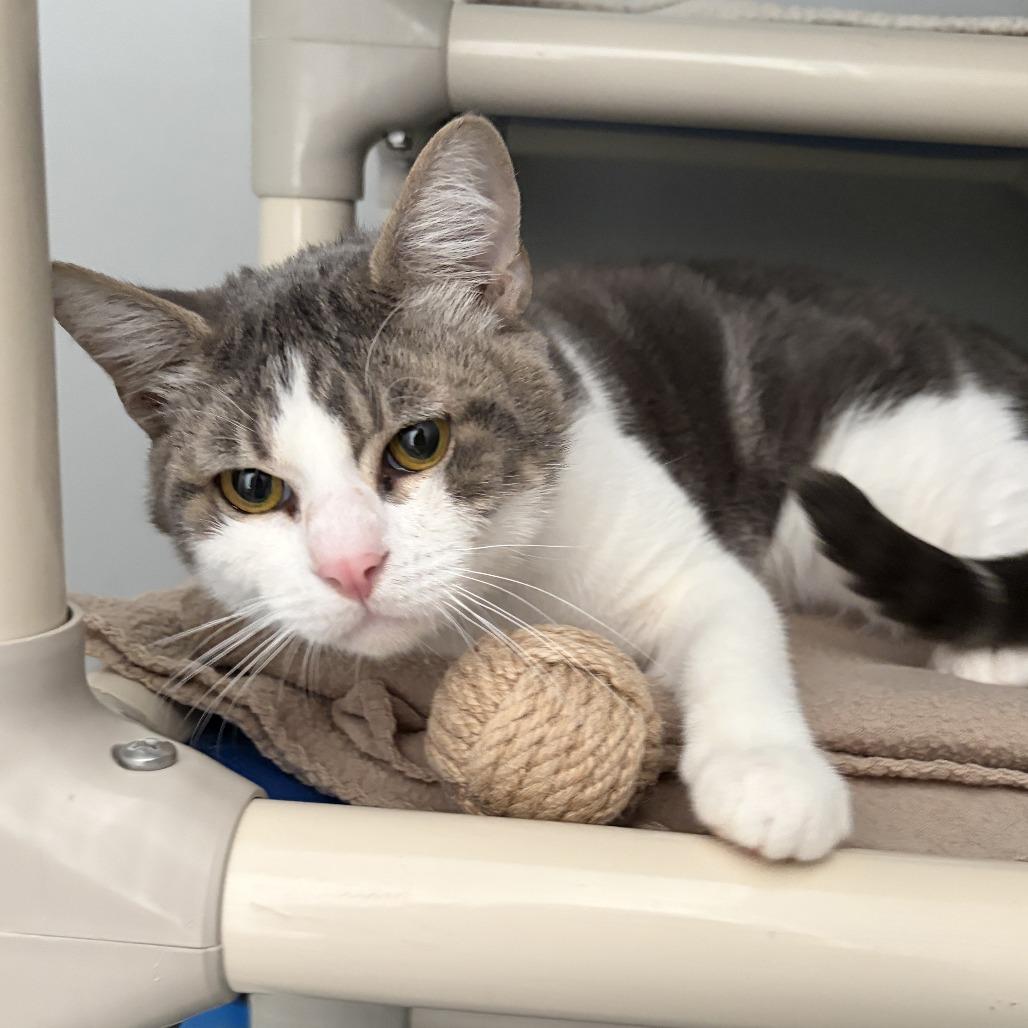 Wild Boy, Adoptable, Young Male Domestic Short Hair.