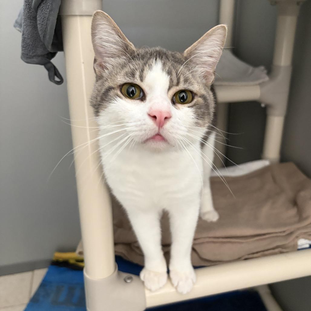 Enlarge Wild Boy, a Adoptable Domestic Short Hair in Ojai, CA image 2/3
