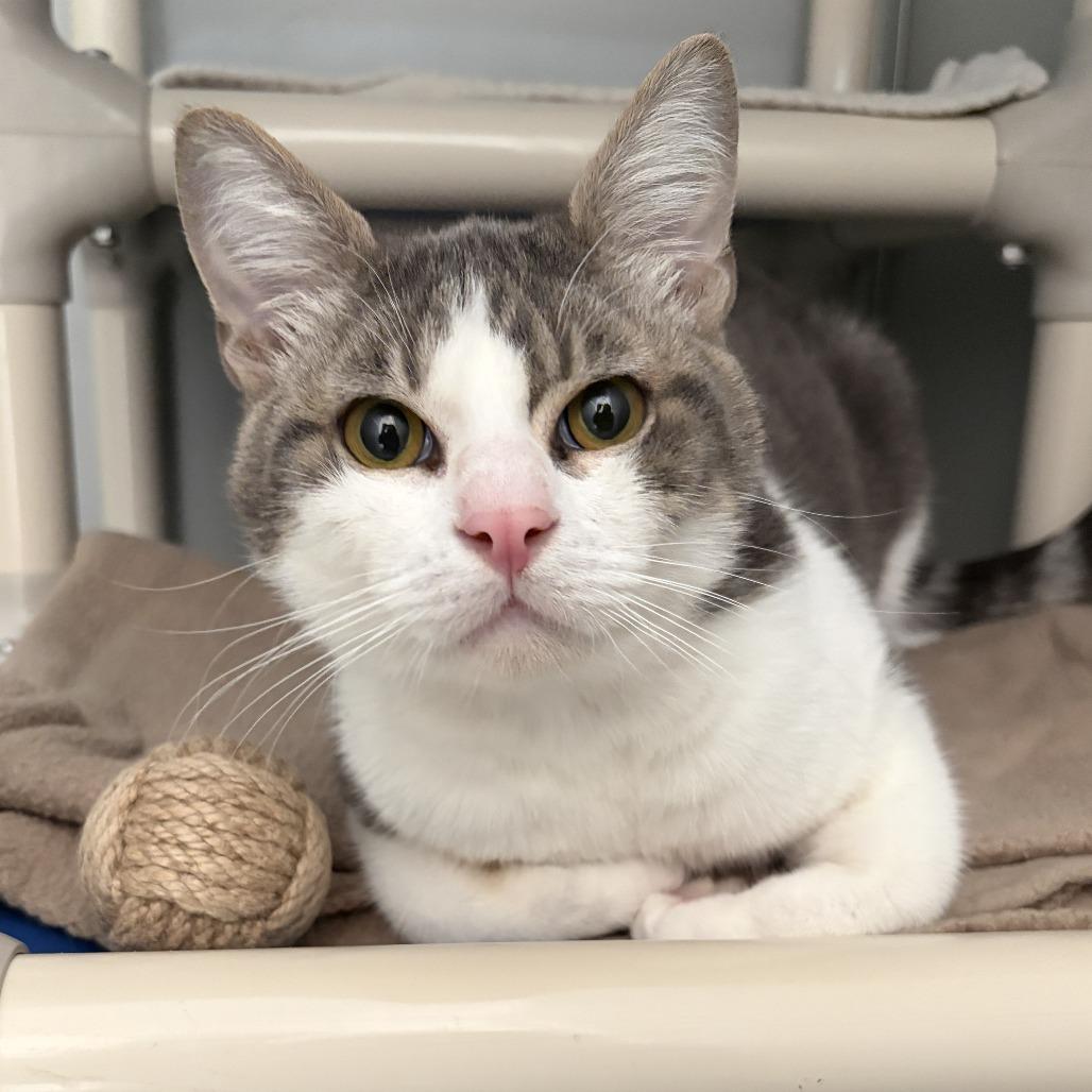 Enlarge Wild Boy, a Adoptable Domestic Short Hair in Ojai, CA image 3/3