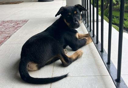 Buddy, a Adoptable mixed breed in San Antonio, TX image 2/3
