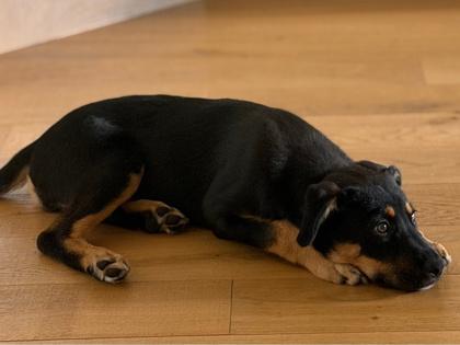 Buddy, a Adoptable mixed breed in San Antonio, TX image 1/3