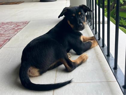 Buddy, a Adoptable mixed breed in San Antonio, TX image 2/3