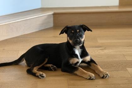 Buddy, a Adoptable mixed breed in San Antonio, TX image 3/3