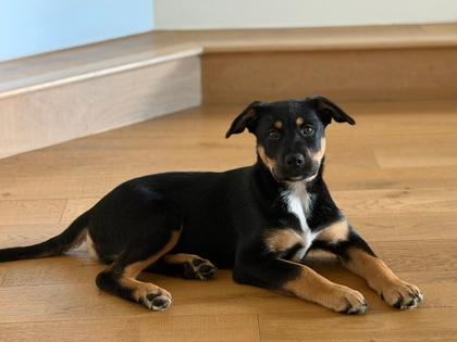 Buddy, a Adoptable mixed breed in San Antonio, TX image 3/3