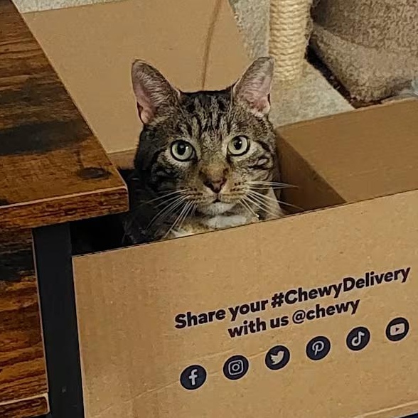 Enlarge Sassafras, a ADOPTABLE mixed breed in Hyattsville, MD image 3/6