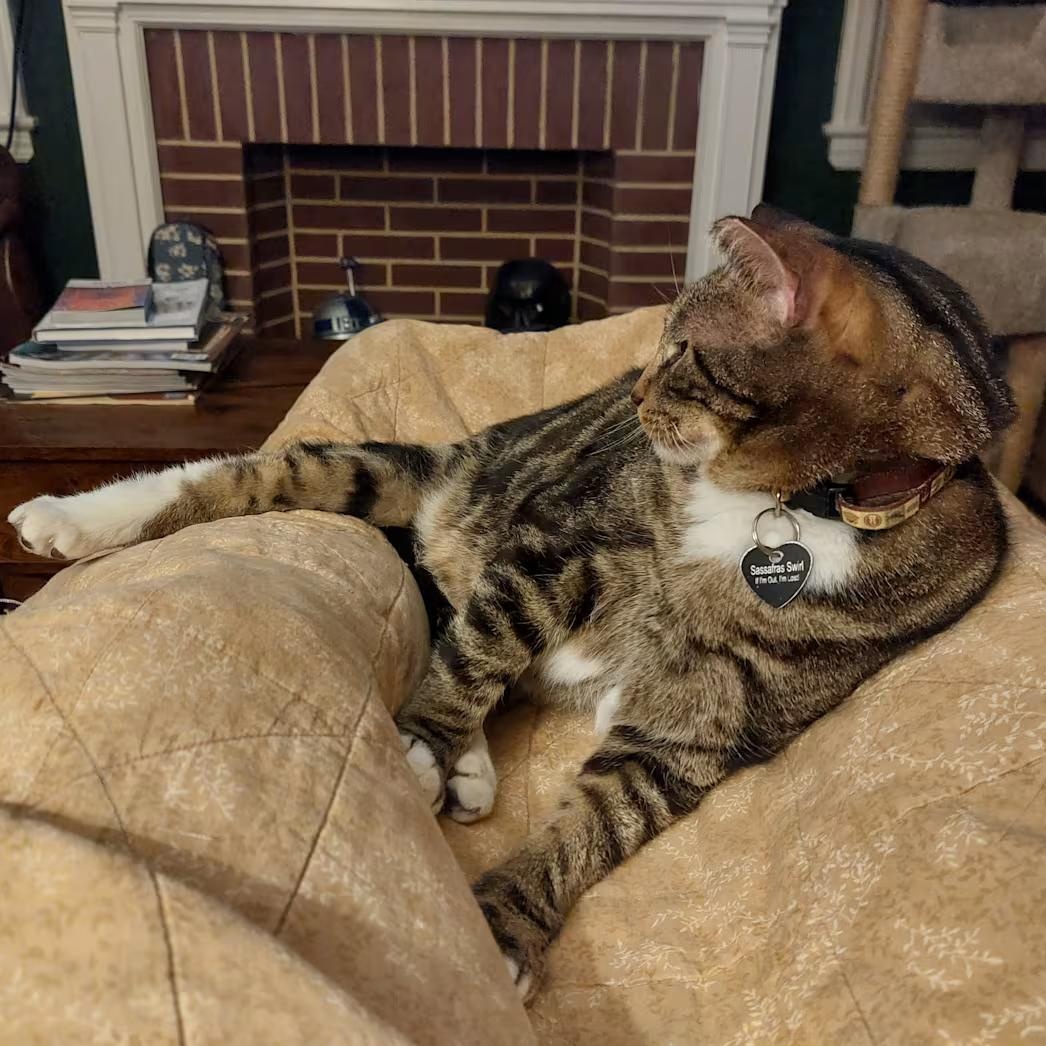 Enlarge Sassafras, a ADOPTABLE mixed breed in Hyattsville, MD image 4/6