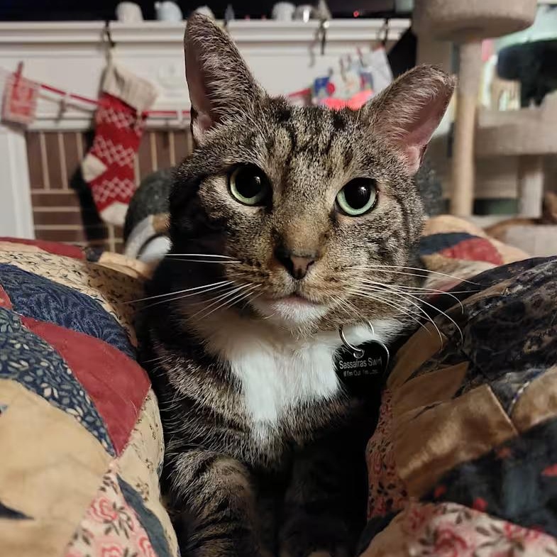 Enlarge Sassafras, a ADOPTABLE mixed breed in Hyattsville, MD image 1/6