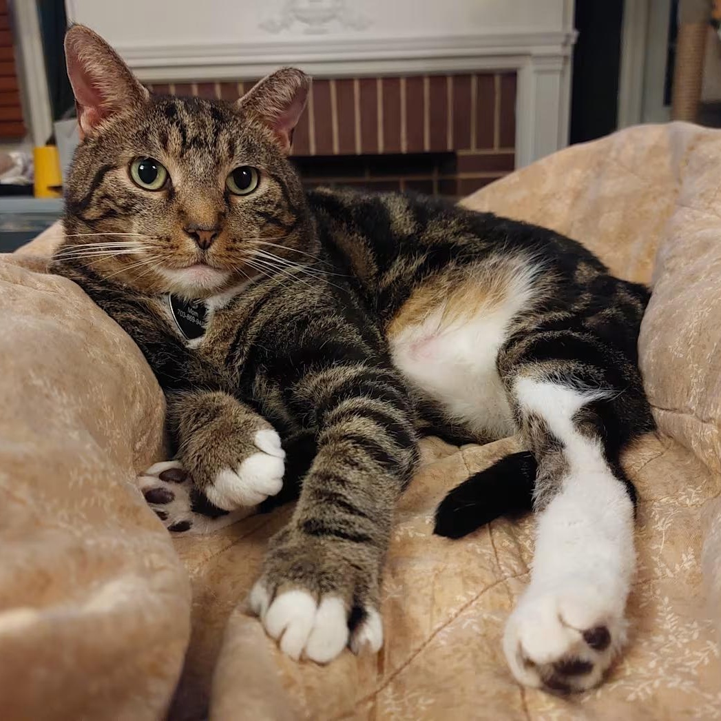 Enlarge Sassafras, a ADOPTABLE mixed breed in Hyattsville, MD image 6/6