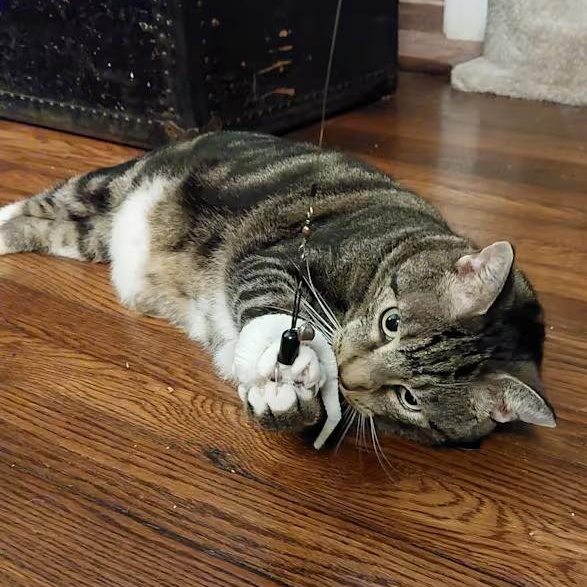 Enlarge Sassafras, a ADOPTABLE mixed breed in Hyattsville, MD image 5/6