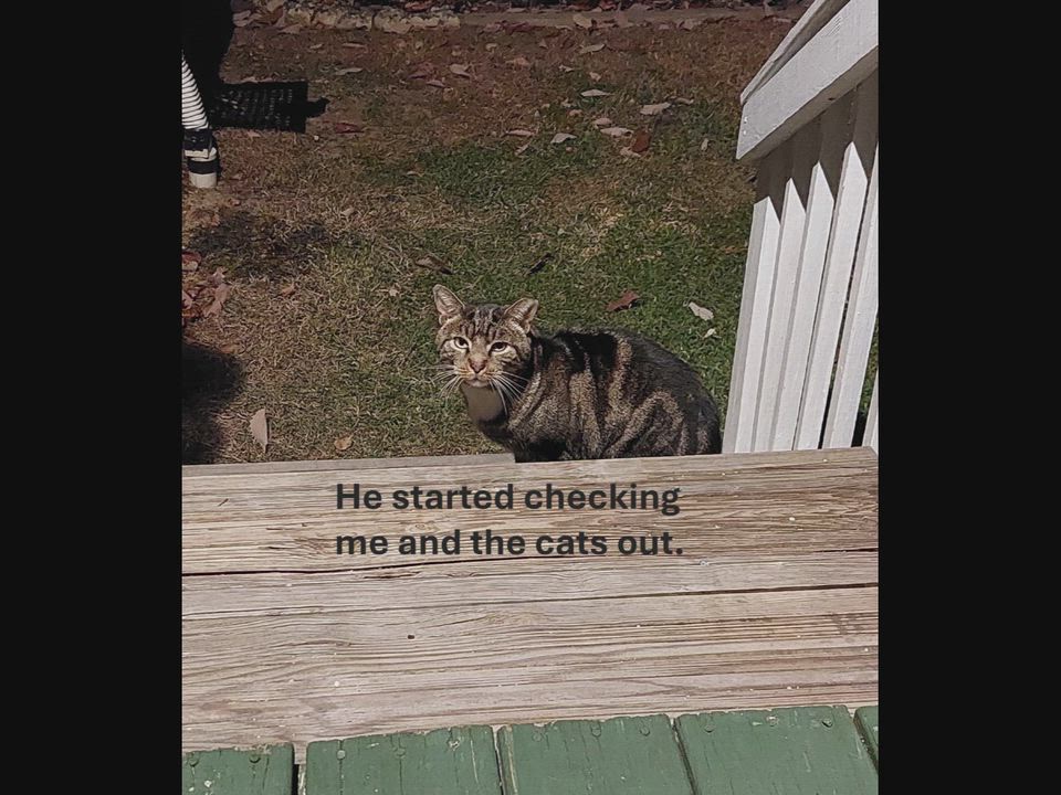 Enlarge Sassafras, a ADOPTABLE mixed breed in Hyattsville, MD video 2/6