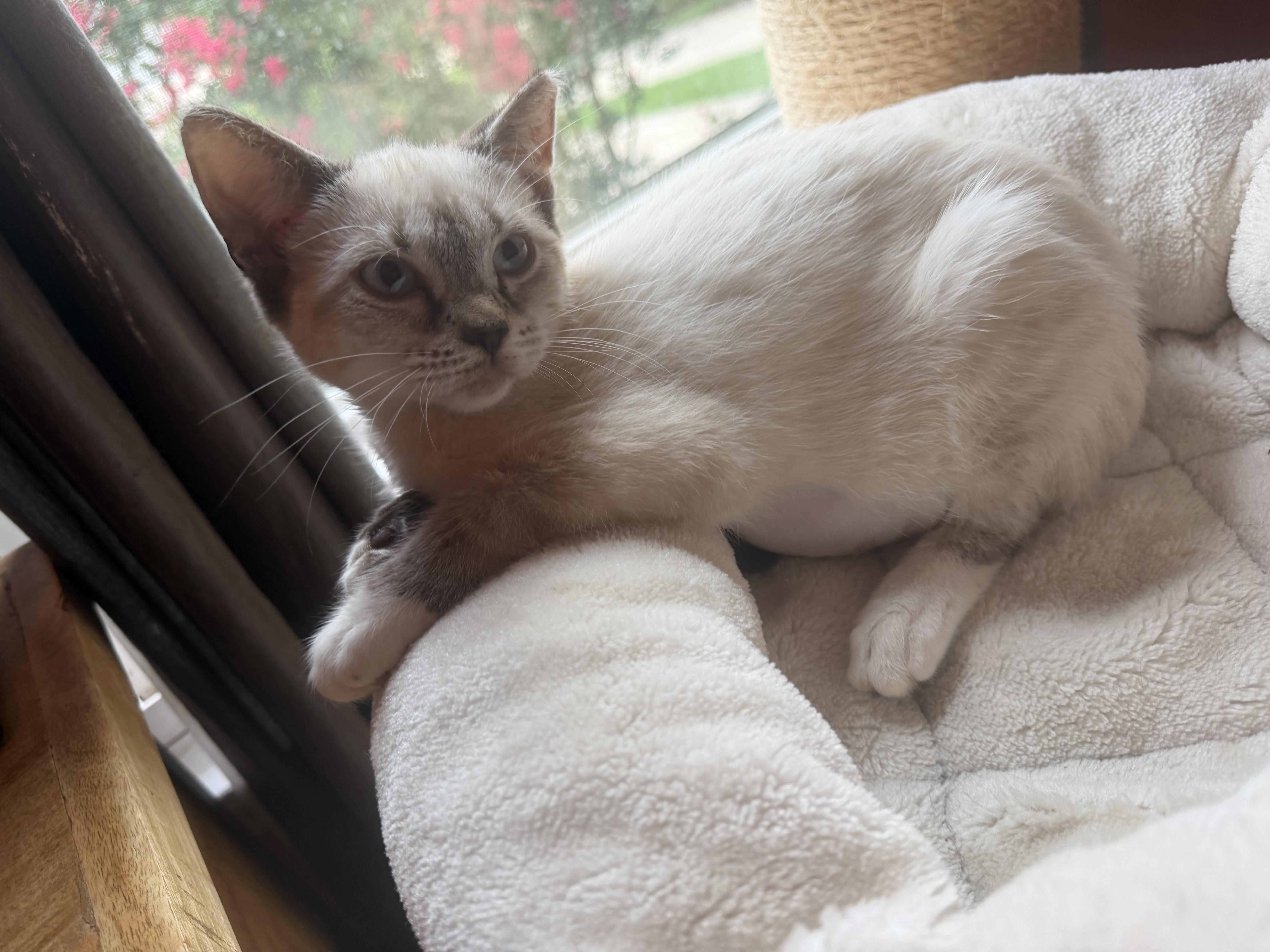 Jinx & fluffer (bonded brother and sister), a Adoptable mixed breed in Charlotte, NC image 4/5