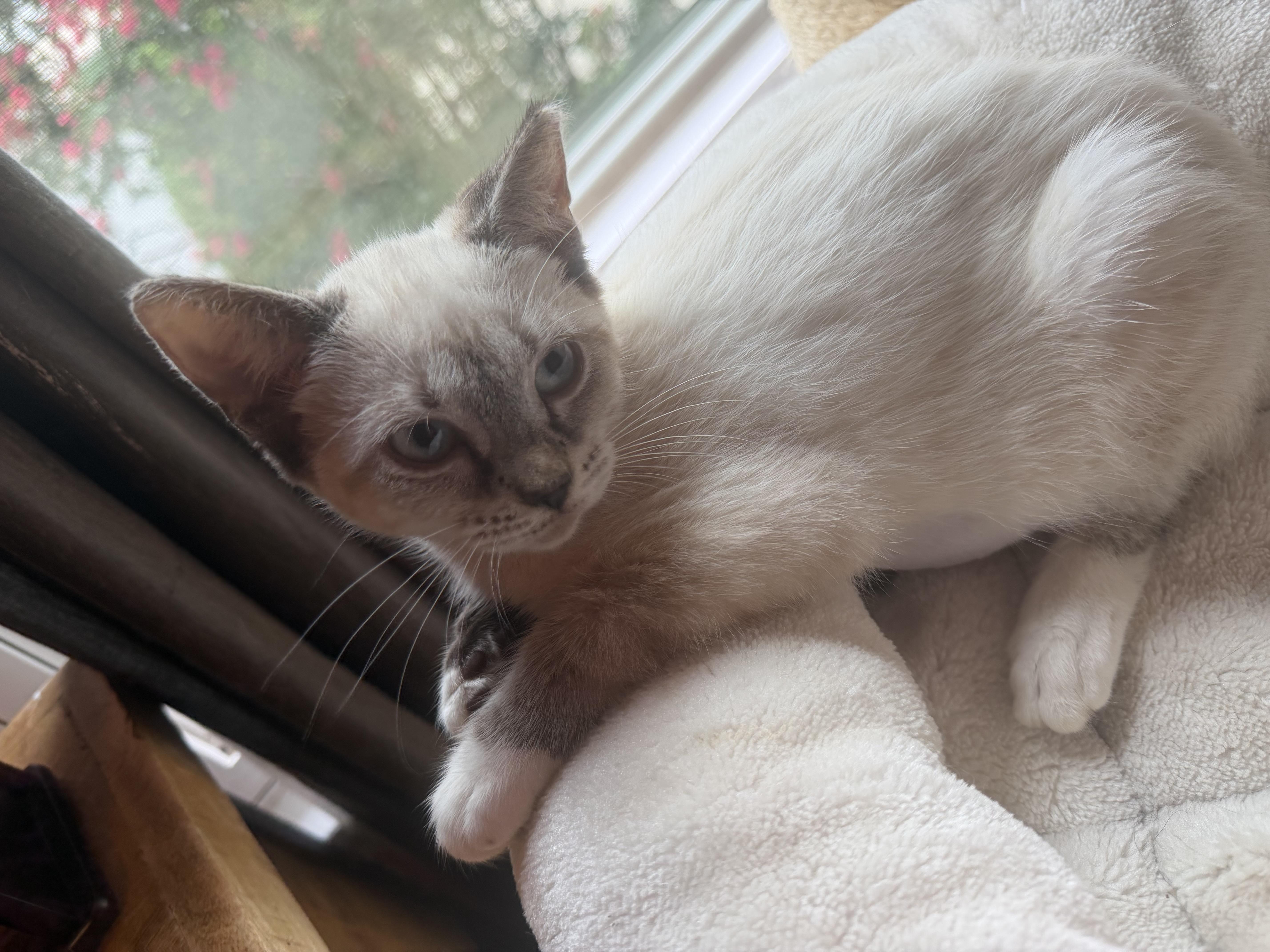 Jinx & fluffer (bonded brother and sister), a Adoptable mixed breed in Charlotte, NC image 5/5