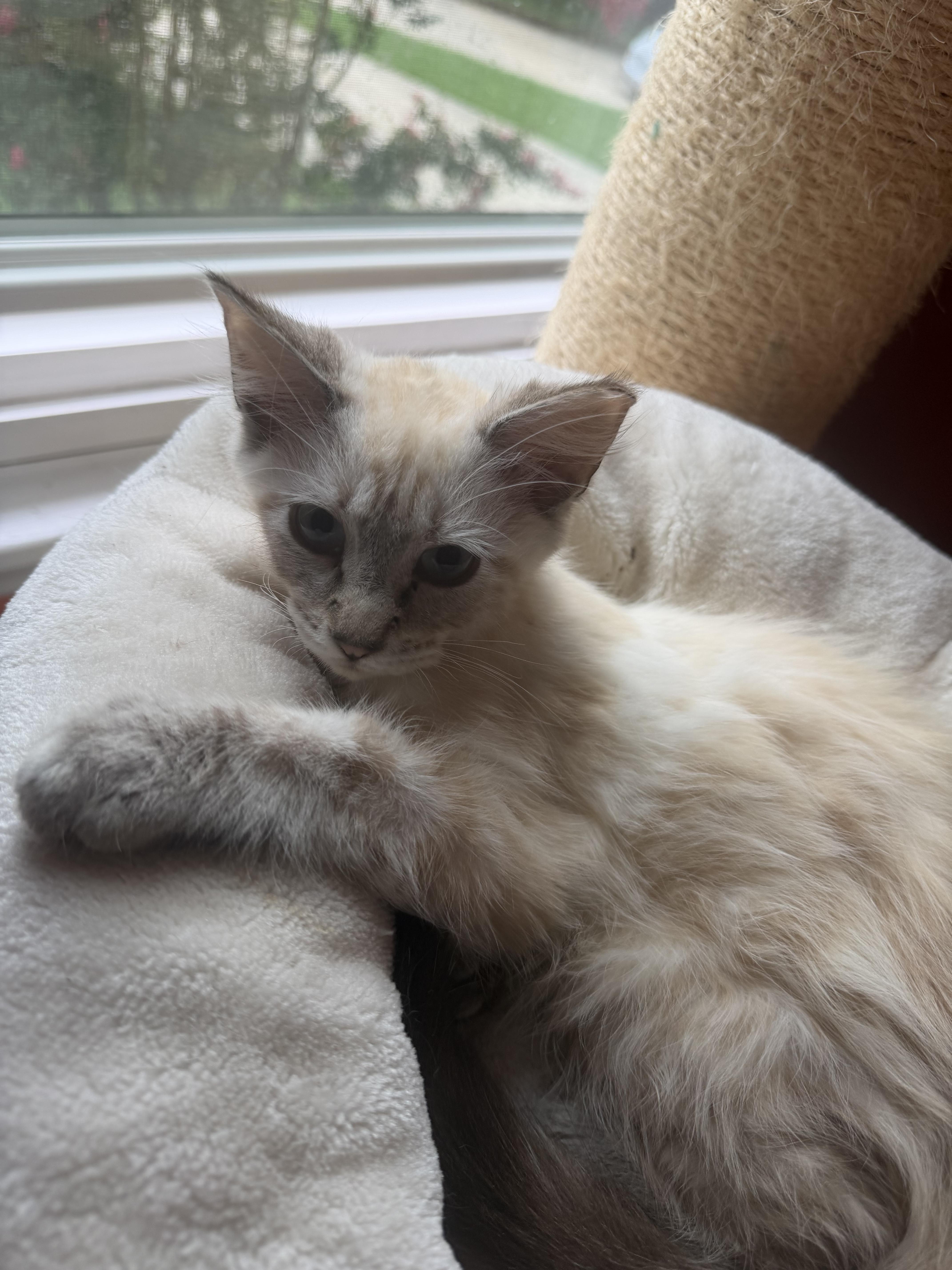 Jinx & fluffer (bonded brother and sister), a Adoptable mixed breed in Charlotte, NC image 3/5
