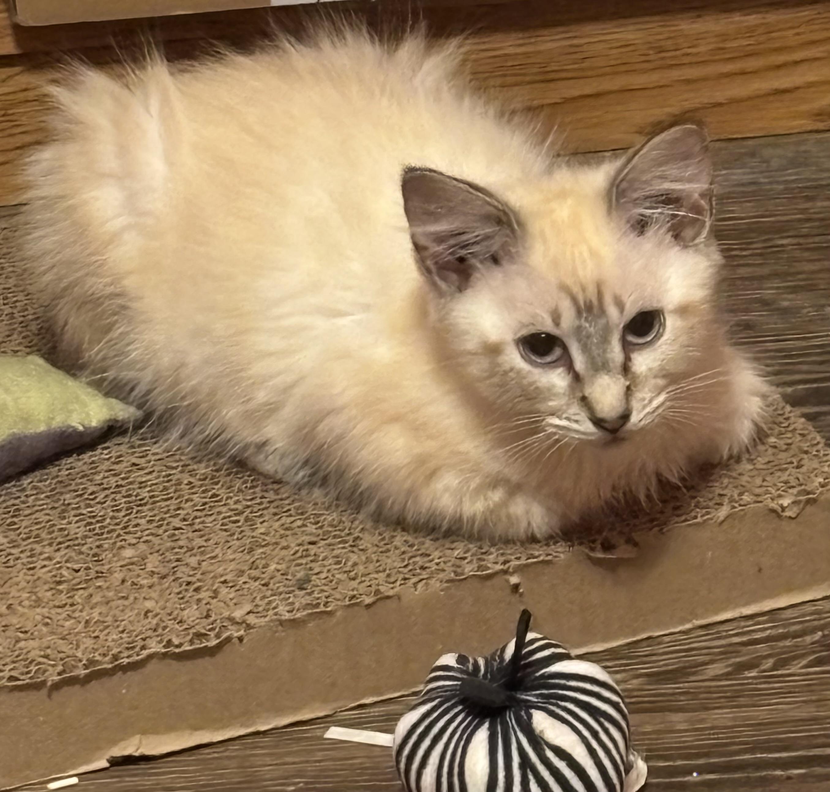 Jinx & fluffer (bonded brother and sister), adopted, Kitten Female Siamese.