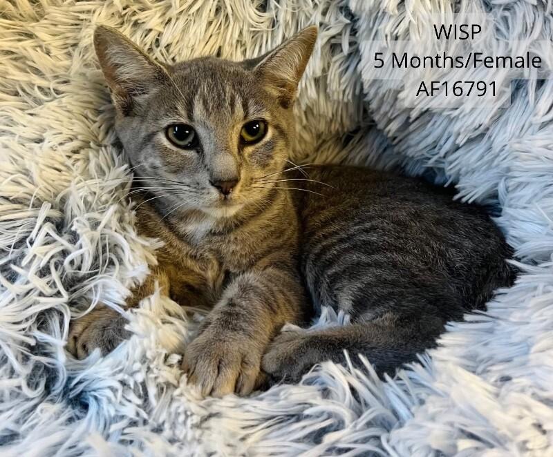 Wisp, Adoptable, Young Female Domestic Short Hair.
