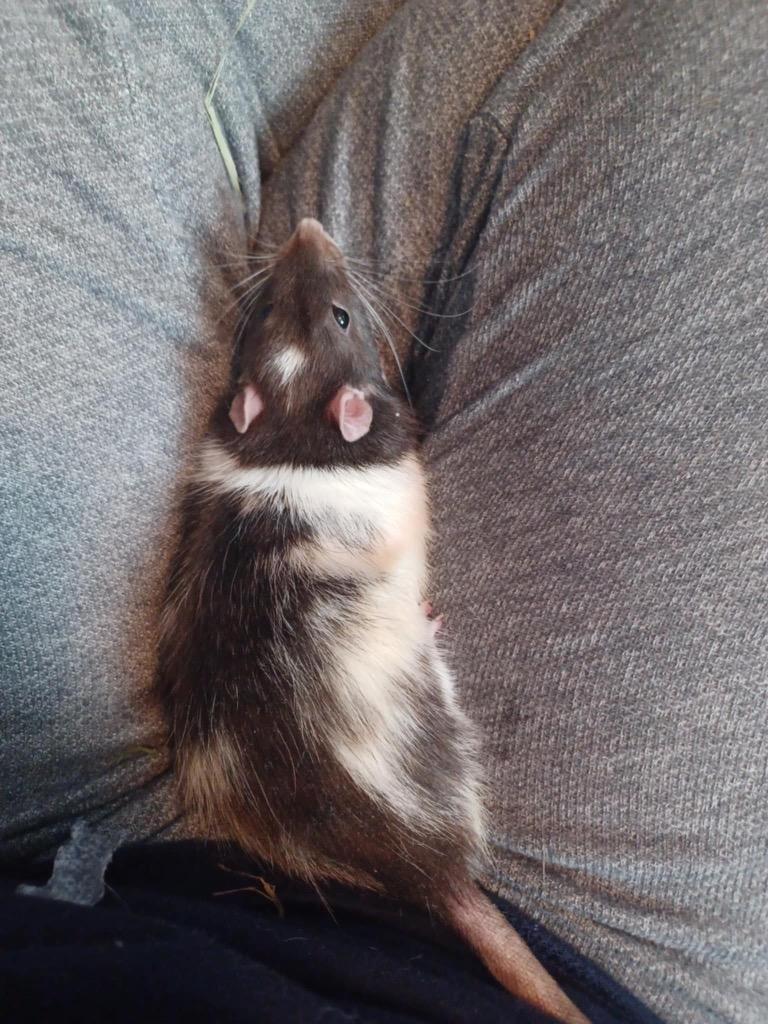 Fire Cracker, Adoptable, Young Male Rat.