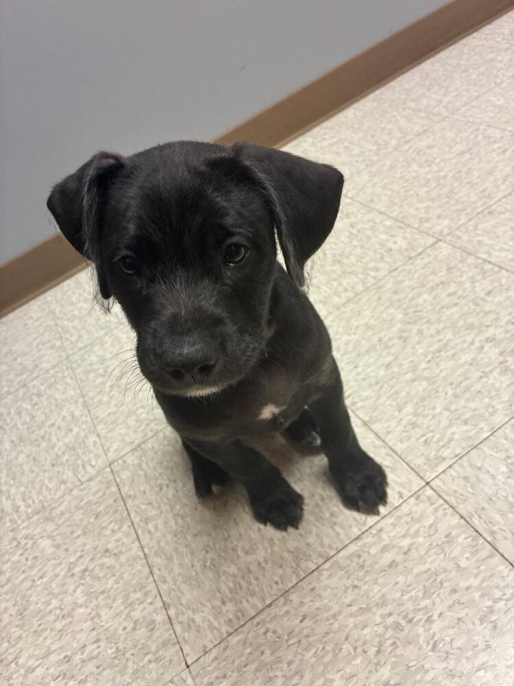 Tim Drake, Adopted, Puppy Male Labradoodle & Pit Bull Terrier.