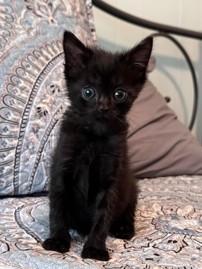 Aladdin, Adoptable, Young Male Domestic Short Hair.