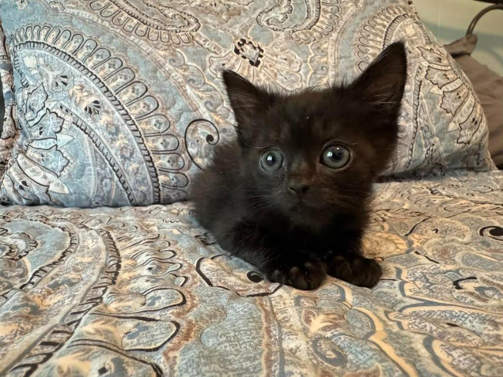 Aladdin, Adoptable, Young Male Domestic Short Hair.