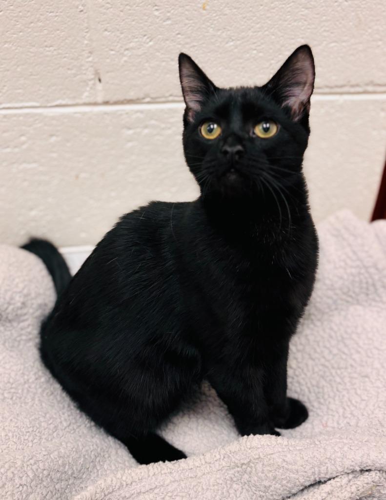 Aladdin, a Adoptable mixed breed in Madison, GA image 2/6