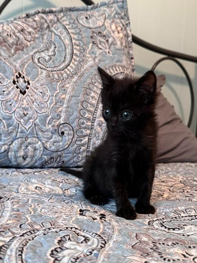 Aladdin, a Adoptable mixed breed in Madison, GA image 4/6